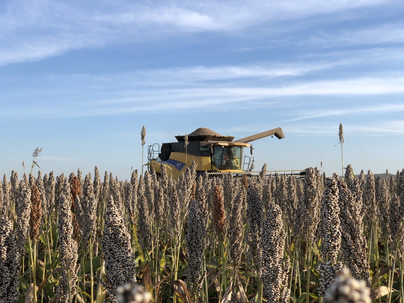 Colheita de sorgo, Cerrado (Tocantins)